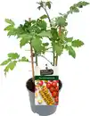 Bild 1 von Cherrytomaten Solanum lycopersicum H ca 20 cm 12 cm Topf
