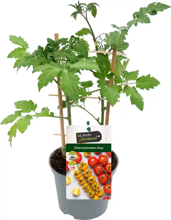 Bild 1 von Cherrytomaten Solanum lycopersicum H ca 20 cm 12 cm Topf