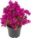 Bild 1 von Drillungsblume Bougainvillea Busch H ca 35 cm 20 cm Topf