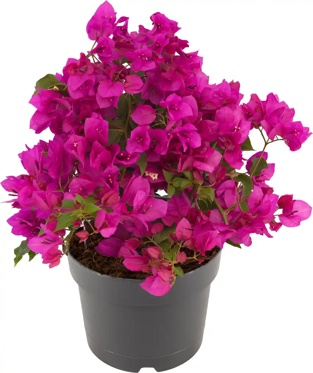 Bild 1 von Drillungsblume Bougainvillea Busch H ca 35 cm 20 cm Topf