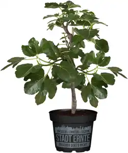 Ficus carica Little Miss Figgy Feige Bio H 30 cm 17 cm Topf