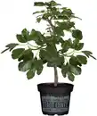 Bild 1 von Ficus carica Little Miss Figgy Feige Bio H 30 cm 17 cm Topf