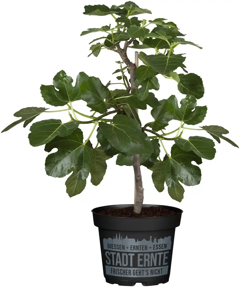 Bild 1 von Ficus carica Little Miss Figgy Feige Bio H 30 cm 17 cm Topf
