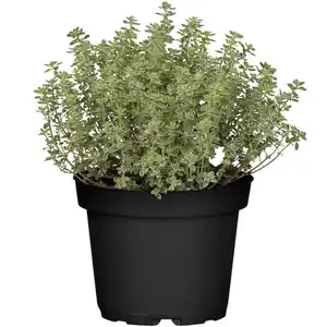 toom Italienische Kräuter verschiedene Sorten 14 cm Topf