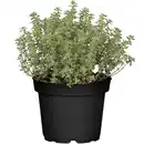 Bild 1 von toom Italienische Kräuter verschiedene Sorten 14 cm Topf