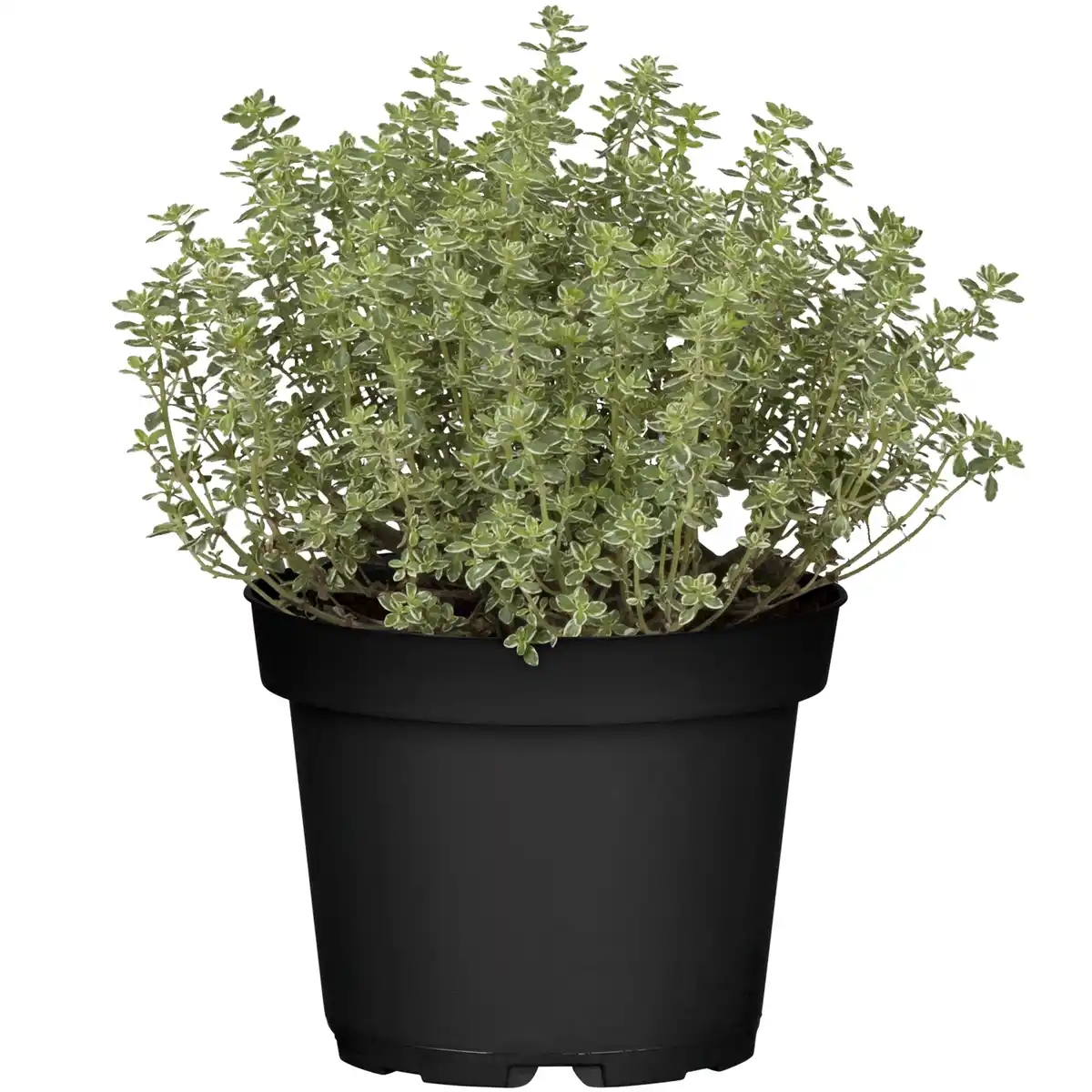 Bild 1 von toom Italienische Kräuter verschiedene Sorten 14 cm Topf