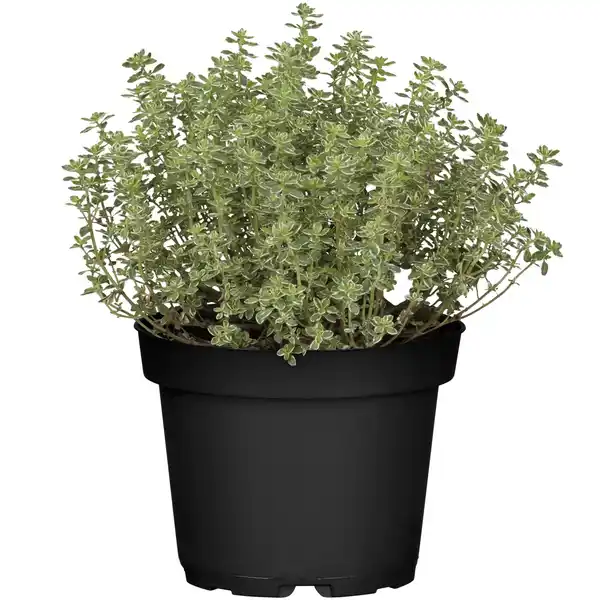 Bild 1 von toom Italienische Kräuter verschiedene Sorten 14 cm Topf