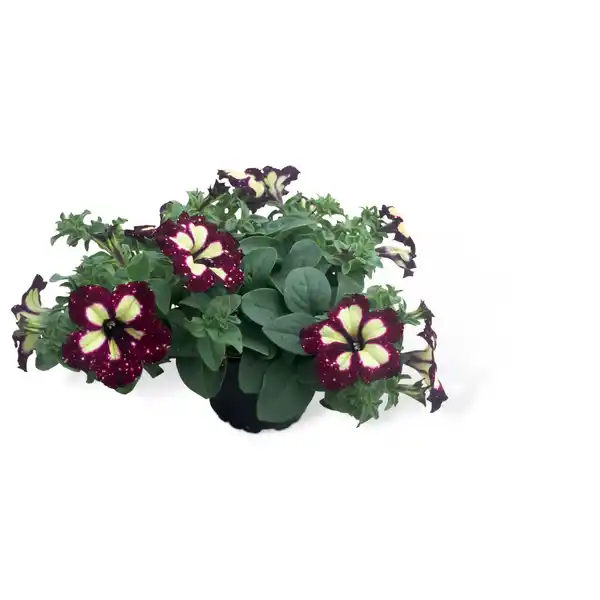 Bild 1 von Petunie 'Dream on', 12 cm Topf