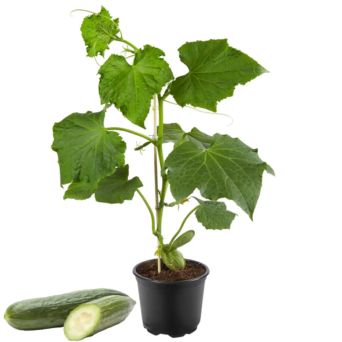 Bild 1 von toom Gurke verschiedene Sorten veredelt 12 cm Topf