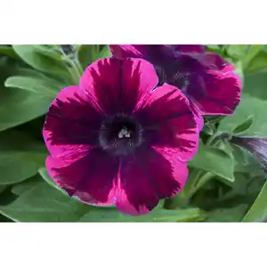 toom Petunie 'Johnny Flame®' bordeaux 27 cm Wasserspeicher-Ampeltopf