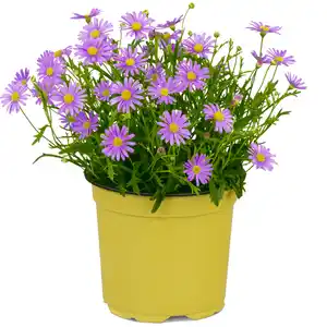 toom Beetpflanze nützlingsfreundliche Sorten 13 cm Topf