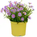 Bild 1 von toom Beetpflanze nützlingsfreundliche Sorten 13 cm Topf