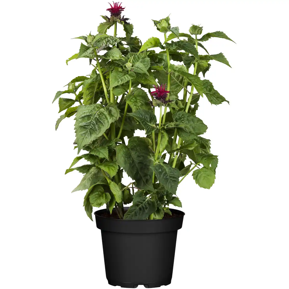 Bild 1 von toom Staude verschiedene nützlingsfreundliche Sorten 19 cm Topf