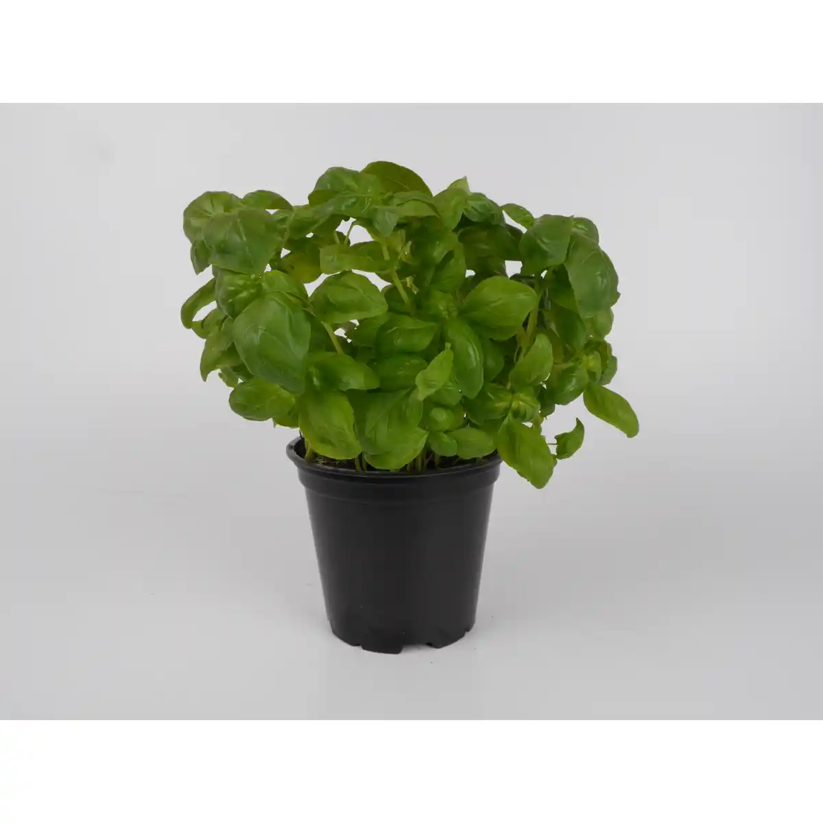 Bild 1 von Basilikum