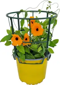 Thunbergia alata Schwarzäugige Susanne im 13 cm Topf