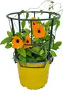 Bild 1 von Thunbergia alata Schwarzäugige Susanne im 13 cm Topf