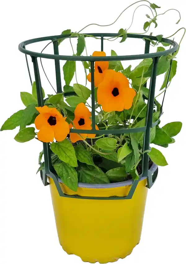 Bild 1 von Thunbergia alata Schwarzäugige Susanne im 13 cm Topf