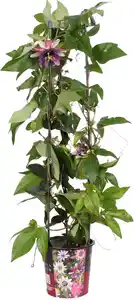 Passionsblume Passieflora Säule H ca 95 cm 19 cm Topf