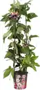 Bild 1 von Passionsblume Passieflora Säule H ca 95 cm 19 cm Topf