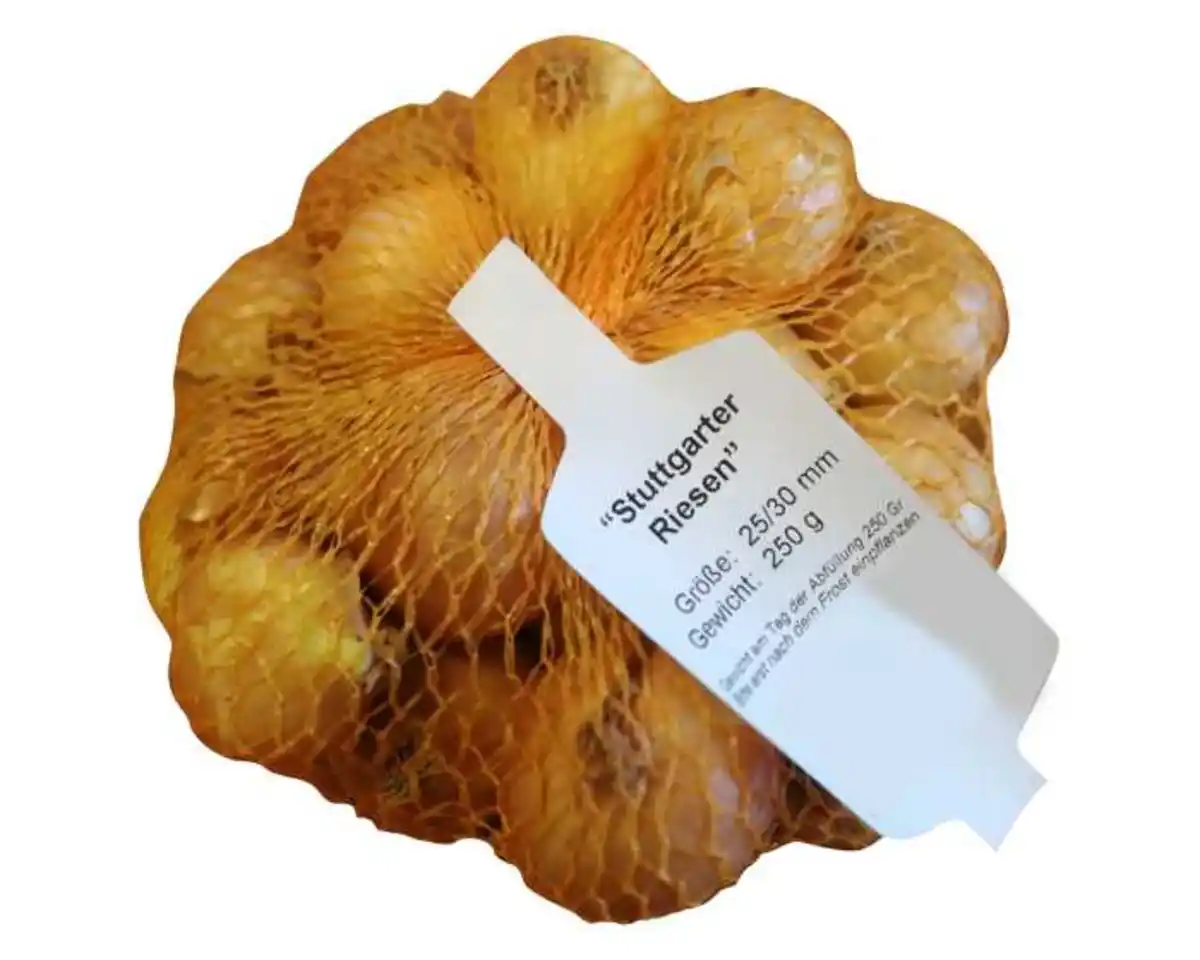 Bild 1 von Steckzwiebeln Stuttgarter Riesen