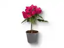 Bild 1 von Bougainvillea Stamm