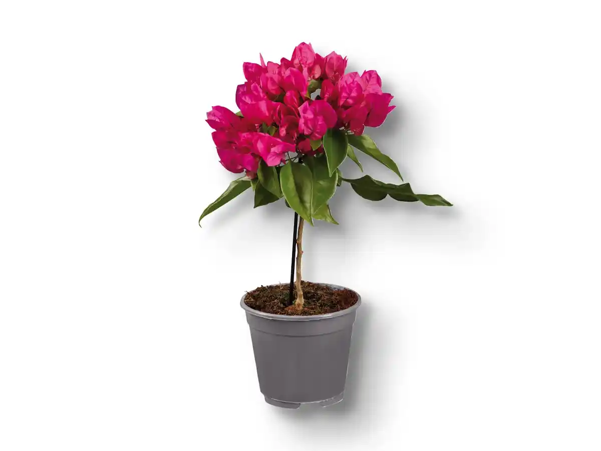 Bild 1 von Bougainvillea Stamm
