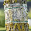 Bild 1 von Gardigo Baum-Leimring