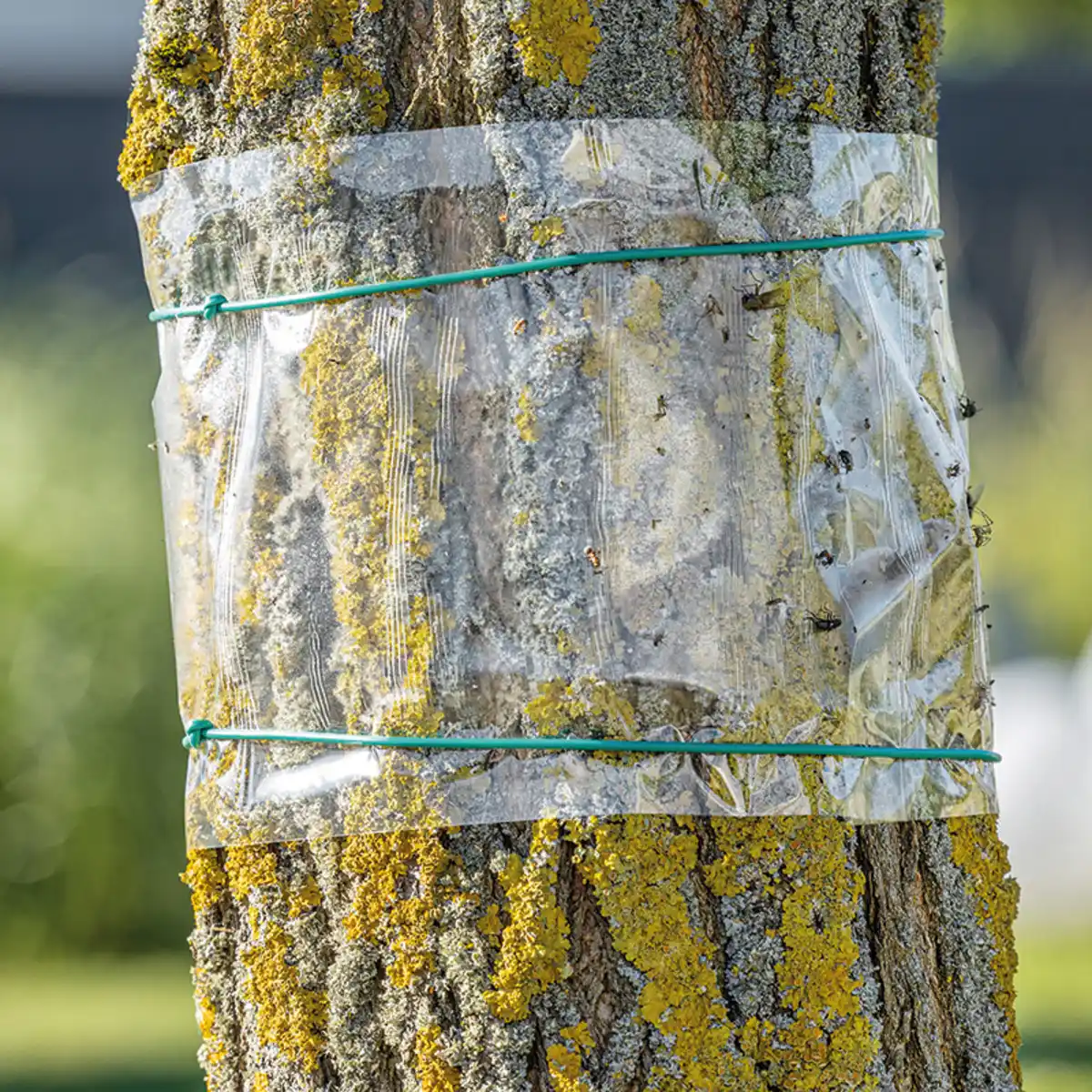 Bild 1 von Gardigo Baum-Leimring