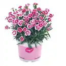 Bild 1 von Nelke Dianthus Pink Kisses 12 cm Topf