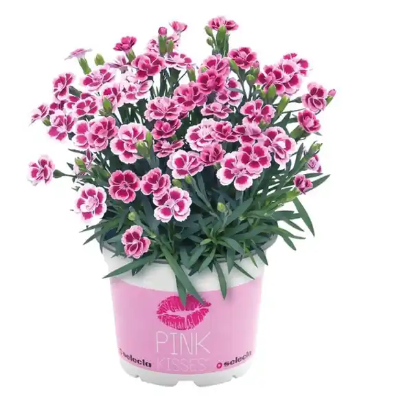Bild 1 von Nelke Dianthus Pink Kisses 12 cm Topf