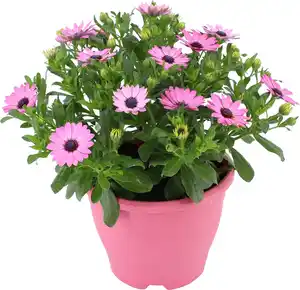 Kapkörbchen Osteospermum H ca 25 cm 19 cm Topf