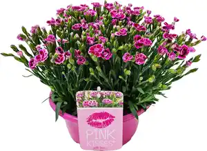 Dianthus Pink Kisses Nelke Schale 23 cm