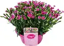 Bild 1 von Dianthus Pink Kisses Nelke Schale 23 cm