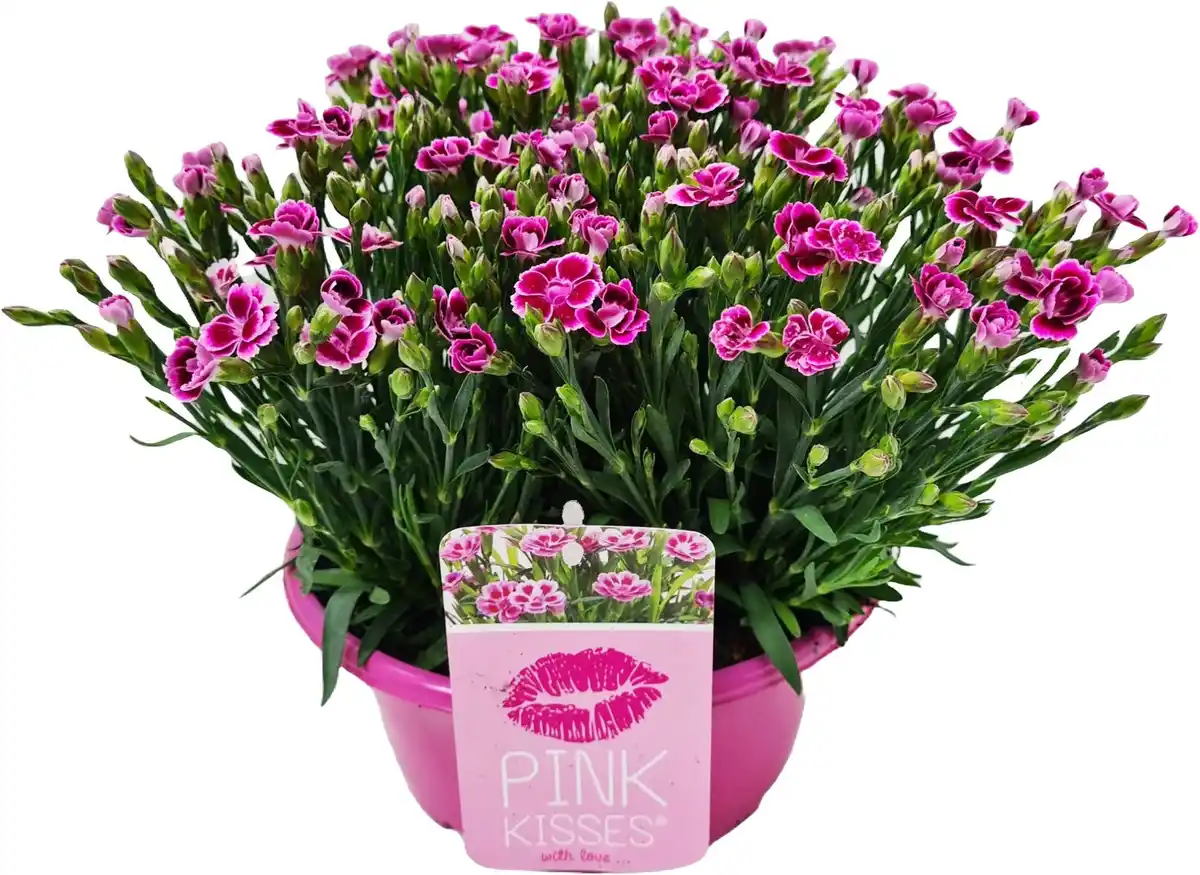 Bild 1 von Dianthus Pink Kisses Nelke Schale 23 cm