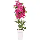 Bild 1 von toom Clematis am Spalier rot 15 cm Topf