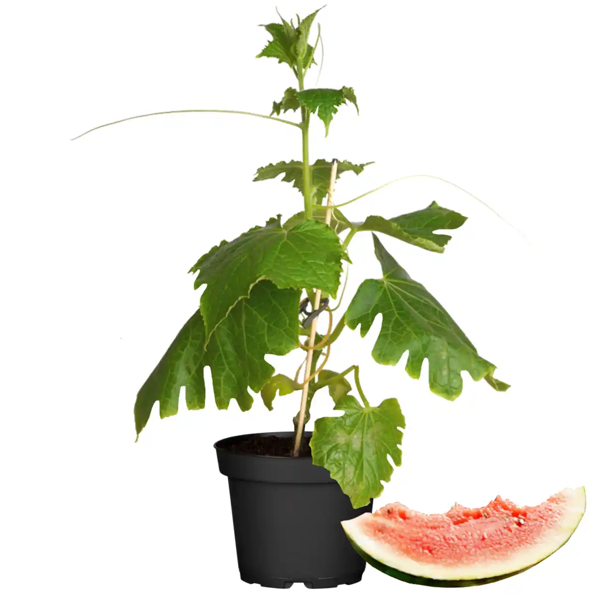 Bild 1 von toom Südgemüse verschiedene Sorten 9 cm Topf