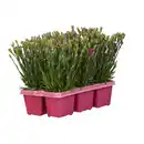 Bild 1 von Nelke Sondersorten 6er-Tray