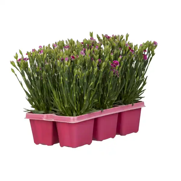 Bild 1 von Nelke Sondersorten 6er-Tray