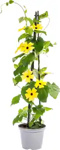Schwarzäugige Susanne Thunbergia im 13 cm Topf