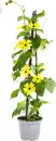 Bild 1 von Schwarzäugige Susanne Thunbergia im 13 cm Topf
