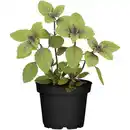 Bild 1 von toom Kräuter nützlingsfreundliche Sorten 12 cm Topf