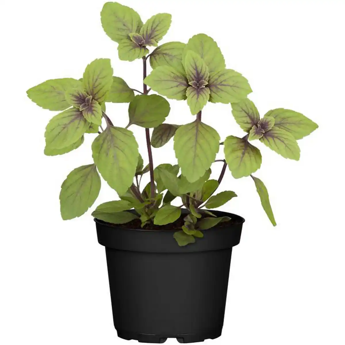 Bild 1 von toom Kräuter nützlingsfreundliche Sorten 12 cm Topf