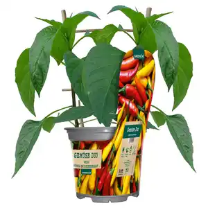 GARDENLINE Gemüse Duo im Potcover
