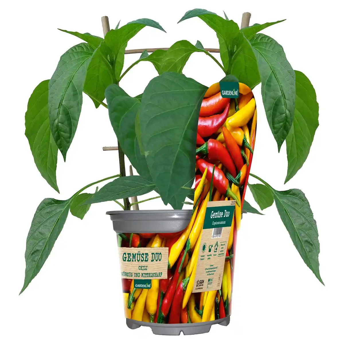 Bild 1 von GARDENLINE Gemüse Duo im Potcover