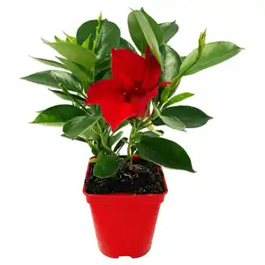 GARDENLINE Dipladenie Spalier rot