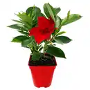 Bild 1 von GARDENLINE Dipladenie Spalier rot