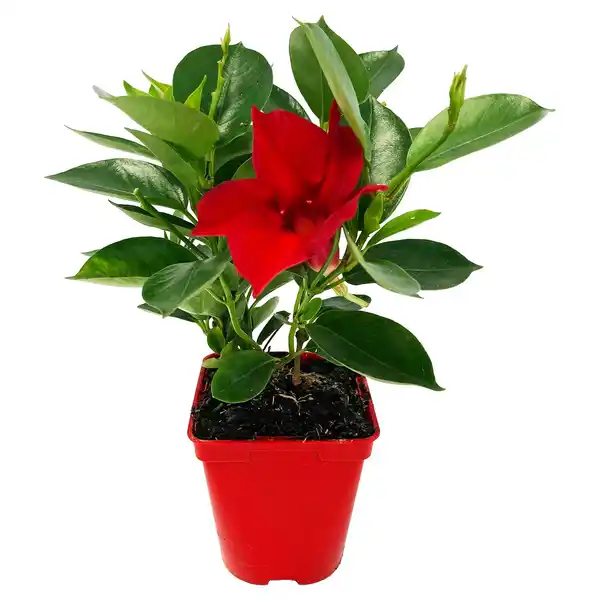 Bild 1 von GARDENLINE Dipladenie Spalier rot