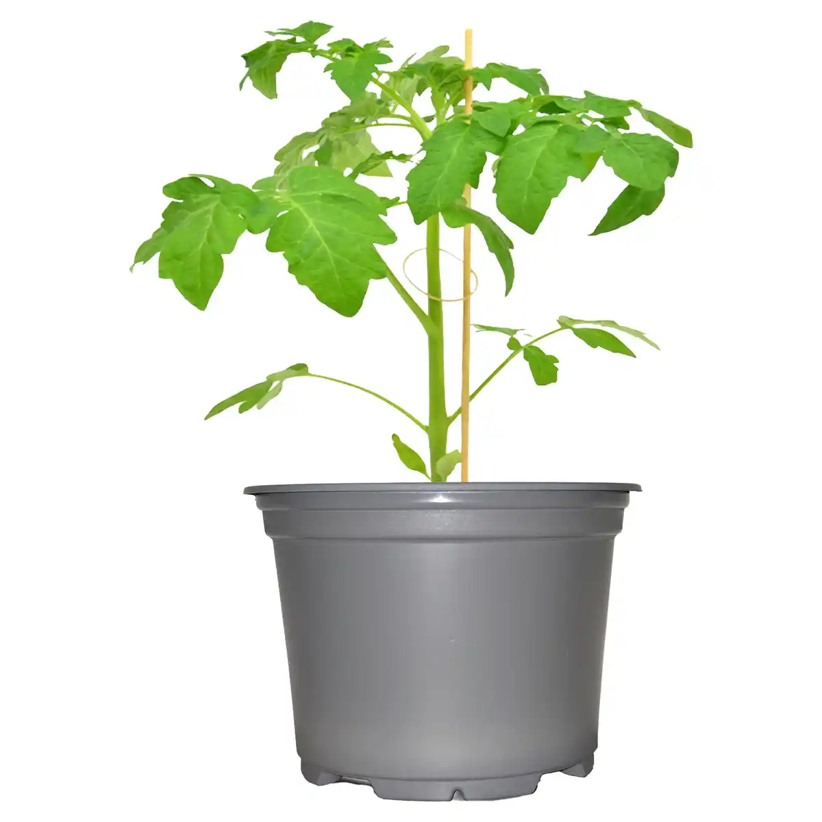 Bild 1 von GARDENLINE Gemüsepflanzen