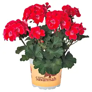 GARDENLINE Premium Geranien
