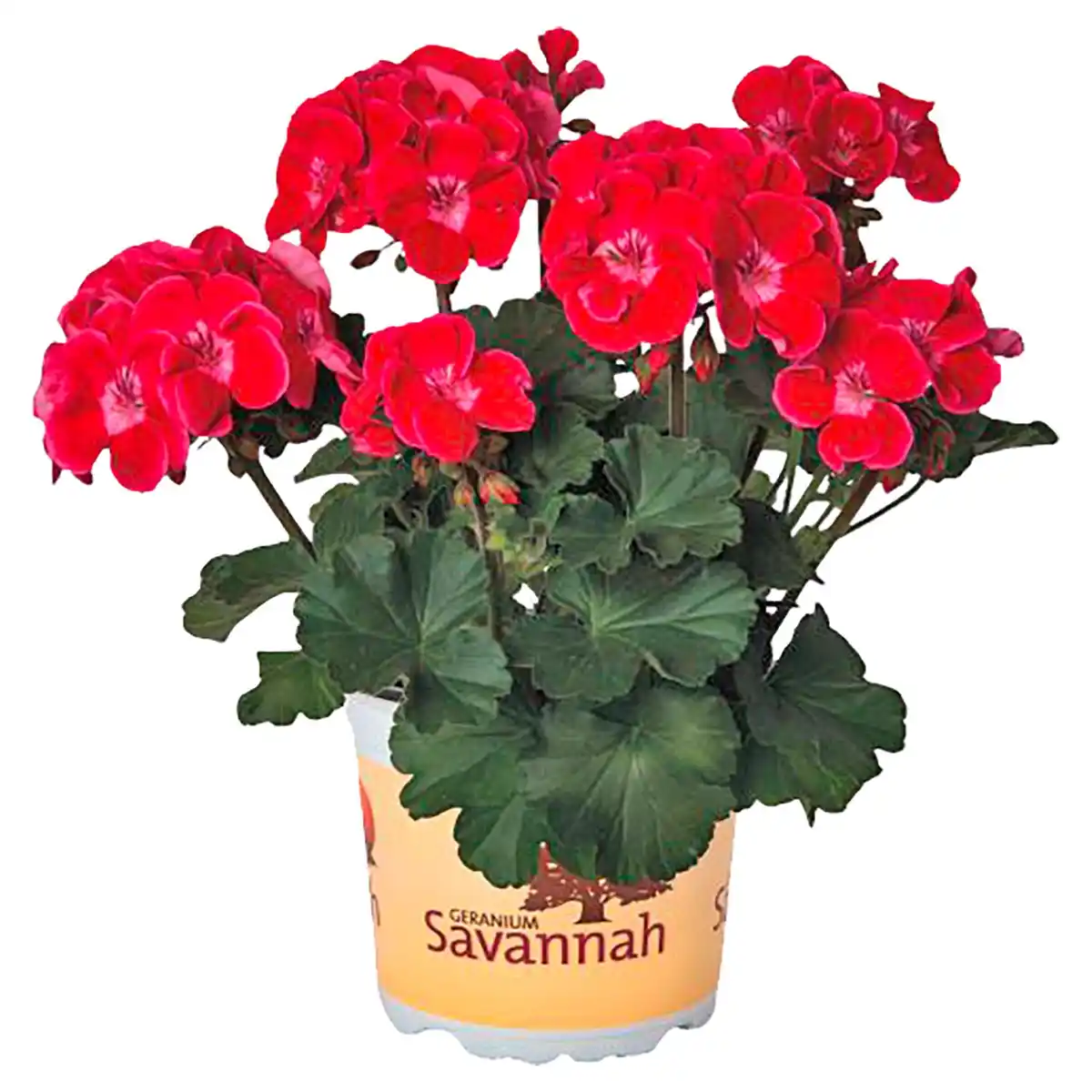 Bild 1 von GARDENLINE Premium Geranien